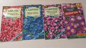 Самые обильно цветущие почвопокровные растения.28.11.2025