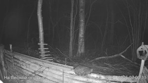 LIVE: На лесной опушке. Природа онлайн