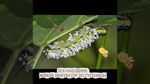 Оса-наездник смотреть онлайн