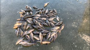 Рыбалка по первому льду. Ротан клюет