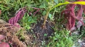 Суть Земли.Обновление атомов клеток. Часть вторая.