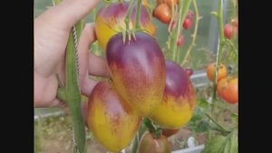 Каталог томатов  2025 год. Часть 1. Томаты селекции Софии Сааковой -  Новинки моей коллекции.