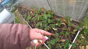 Съездили в питомник Садко, чего накупили со скидками/ Все выходные на грядках/ Сажаем, пересаживаем