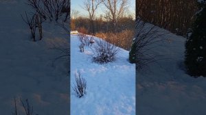 Первый снег  ноябрь 2025 .