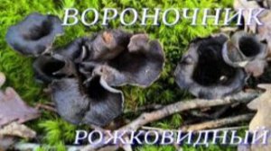 №1141/ ЧУДЕСНОЯ поездка в ЛЕС по ГРИБОЧКИ.( Вороночник- рожковидный)