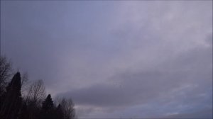 15 ноября, а гусь ещё летит.