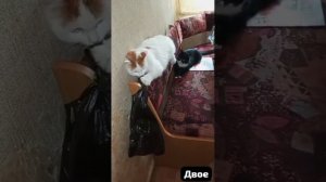 Дело было как - то днём.Развлекаются вдвоем.