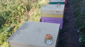 Обработка пчёл муравьиной кислотой.