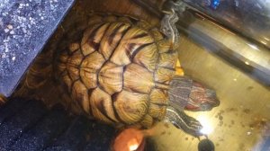 Красноухие черепахи 🐢 вечер 18-11-2025. Колонка Алиса рассказывает анекдоты!!!