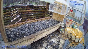 🔴 Кормушка Live — кто придёт сегодня?