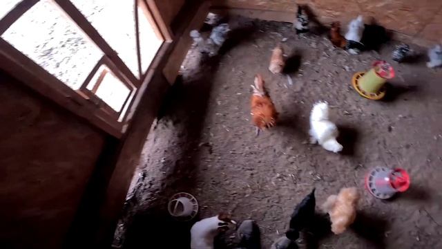 Чуть не убил ! Страус его ударил ... Разбираю машину ! ХУТОР В ЛЕСУ №889 смотреть онлайн