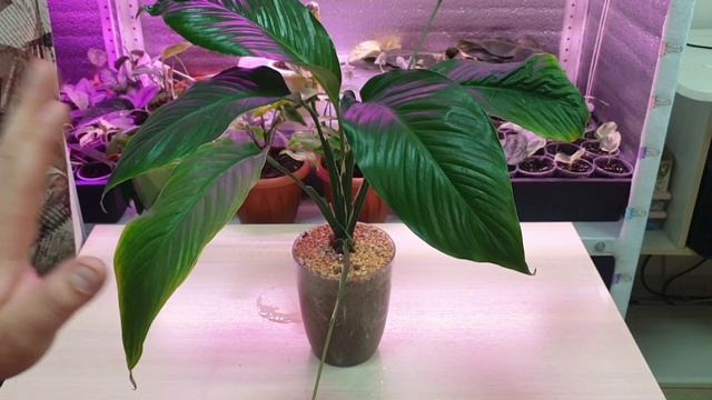 спатифиллум в речном песке смотреть онлайн