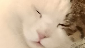 типичная налоговая