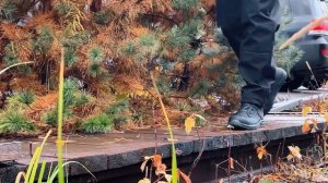 Обувь новинки 2025-2026