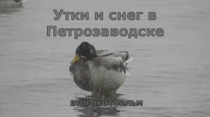 Утки и снег в Петрозаводске