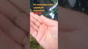 Сажаю помидоры в сентябре. новый эксперимент. #помидоры #сад #огород #дача #дядявитя