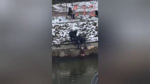 В Петербурге прохожая героически спасла маленькую девочку, упавшую в Матисов канал.