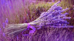 "Лаванда" - Ольга Шевченко