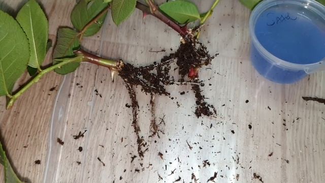 укоренение плитой розы смотреть онлайн