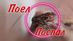 Как проходит день у птенца ВОРОБЬЯ Бони?!