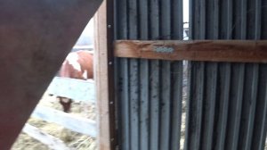 Ворчу , ругаюсь ... сильно ругаюсь - беда с этим сеном !