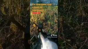 Пробую картофелекопалку в деле. Оказалась очень слабая. #картофелекопалка #сад #огород #картофель