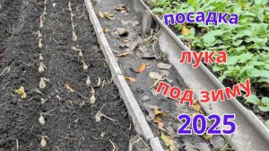 Посадка лука осенью под зиму. Что растёт на огороде в ноябре.