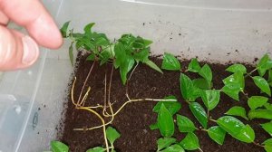укоренение черенков клематиса
