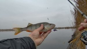 Короткий выезд на окуня, берша и судака