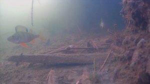 Подводная съёмка рыбы,окуней.Верх-Нейвинский пруд сезон 2025-2026.