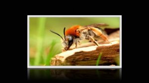 Missio - Gloria (Remix)