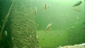 1000004664.mp4Волга гл.2м.18.11.2025г.