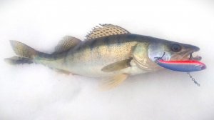 Распаковка посылки с воблером Эко-Про VIB Nemo