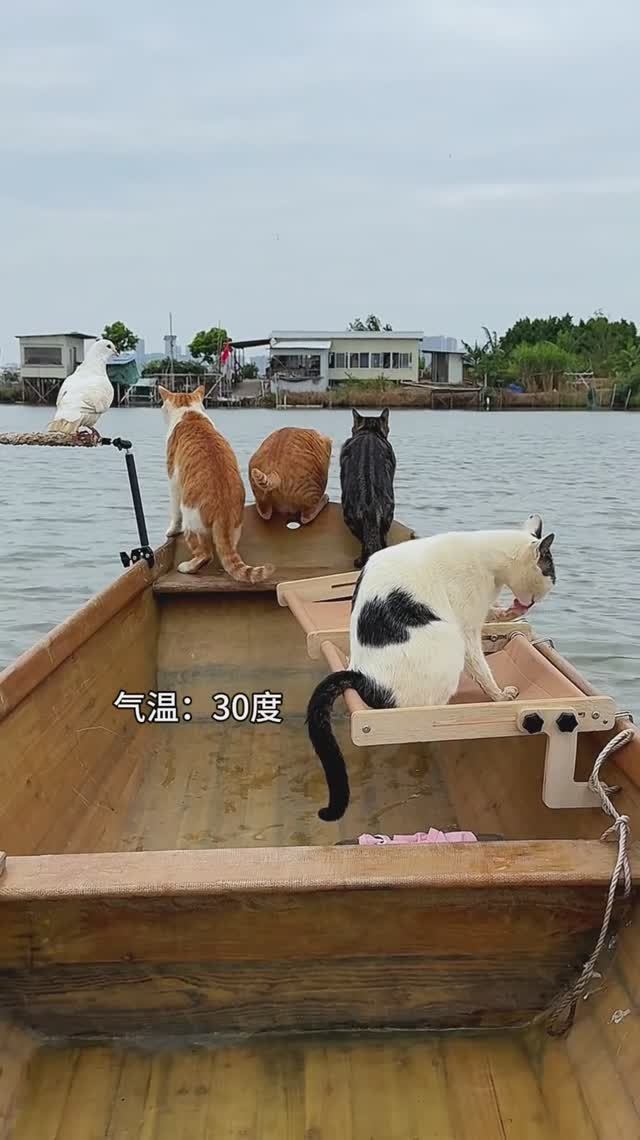 Побег предотвращен 😊😊😊, #кошки @Dafeiju