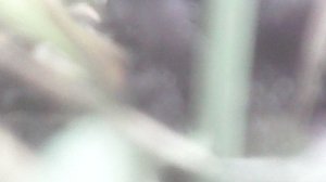 Во исполнение заповеди Христовой "почитай отца и мать"- помогаю маме в саду