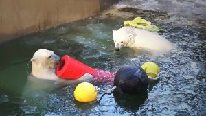 Медвежата Белка и Стрелка. Пока одна сестра спасает "зайца", вторая пытается вытащить красную трубу.