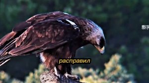 Хитрая лиса украла добычу у орла 😱