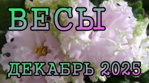 ВЕСЫ таро прогноз на ДЕКАБРЬ 2025 года.