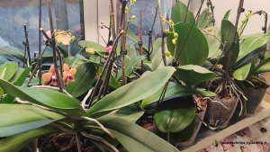 Пестрые цветы в моей коллекции