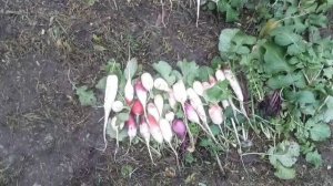 - 3 На Дворе. Дайкон, Руккола В Самом Соку