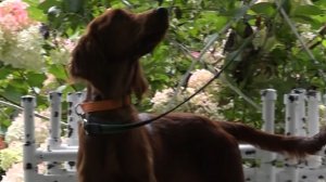 Фрагмент урока с ирландским сеттером