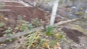 ✅Работаю в огороде. Пересадила персик. Кушаю малину. 17.11.25