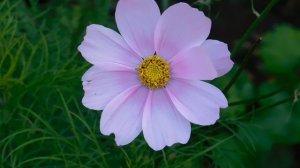 12=11=2025  ПВН  (18)