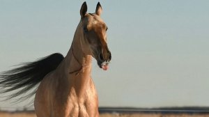 НИВА, конь дневной!