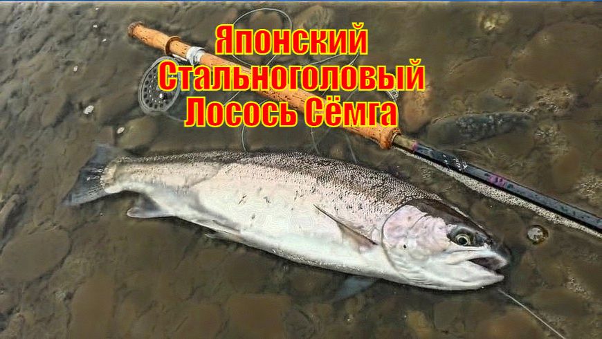 Японский Стальноголовый Лосось Сёмга