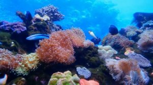 Музыка избавляющая от стресса