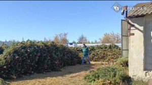 С территории Ульяновской области отгружено более 14 тысяч рождественских деревьев в 10 регионов РФ