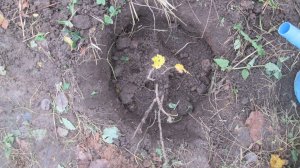 Посадка красной смородины