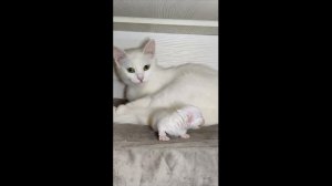 Новорожденный котенок мяукает. День четырнадцатый - 2024 год