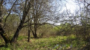 Мы приехали в деревню